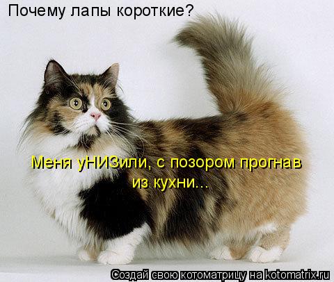 Котоматрица: Почему лапы короткие? Меня уНИЗили, с позором прогнав  из кухни...