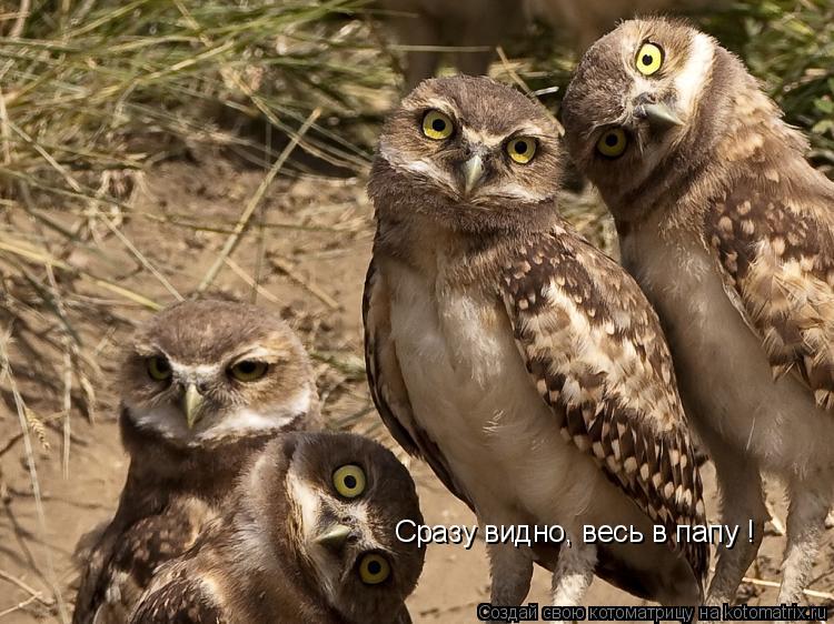 Котоматрица: Сразу видно, весь в папу !