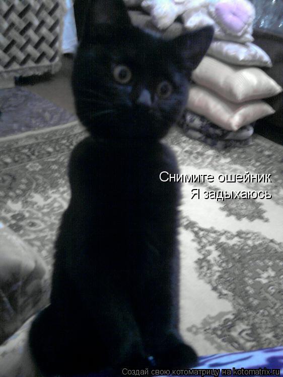 Снимите ошейник Я задыхаюсь... Котоматрица: Снимите ошейник Я задыхаюсь