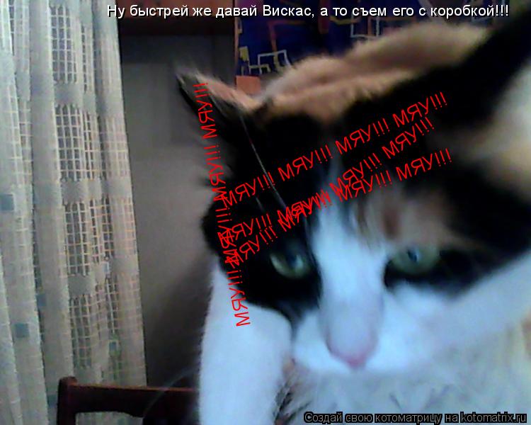 Ну быстрей же давай Вискас, а то съем его с коробкой!!! МЯУ!!! МЯУ!!! МЯУ!!! МЯУ!!! МЯУ!!! МЯУ!!! МЯ... Котоматрица: Ну быстрей же давай Вискас, а то съем его с коробкой!!! МЯУ!!! МЯУ!!! МЯУ!!! МЯУ!!! МЯУ!!! МЯУ!!! МЯУ!!! МЯУ!!! МЯУ!!! МЯУ!!! МЯУ!!! МЯУ!!! МЯУ!!!