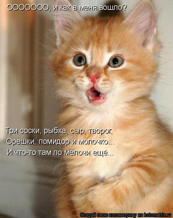 ООООООО, и как в меня вошло? Три соски, рыбка, сыр, творог, Орешки, помидор и молочко... И что-то та... Котоматрица: ООООООО, и как в меня вошло? Три соски, рыбка, сыр, творог, Орешки, помидор и молочко... И что-то там по мелочи ещё...