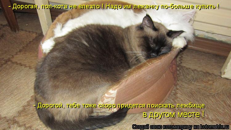 - Дорогая, пол-кота не влезло ! Надо им лежанку по-больше купить ! - Дорогой, тебе тоже скоро придетс... Котоматрица: - Дорогая, пол-кота не влезло ! Надо им лежанку по-больше купить ! - Дорогой, тебе тоже скоро придется поискать лежбище в другом месте !