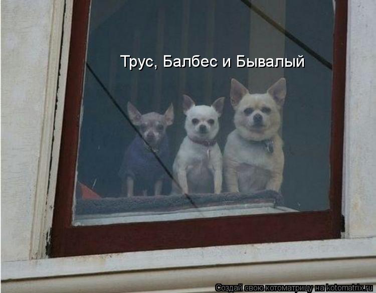 Трус, Балбес и Бывалый... Котоматрица: Трус, Балбес и Бывалый