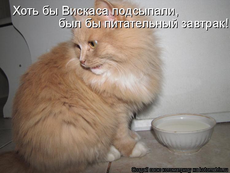 Котоматрица: Хоть бы Вискаса подсыпали, был бы питательный завтрак!