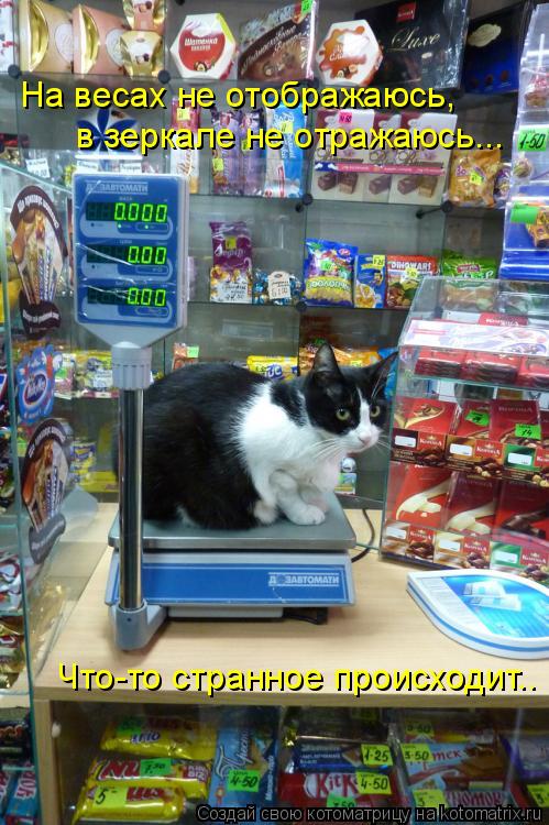 Котоматрица: На весах не отображаюсь, в зеркале не отражаюсь... Что-то странное происходит..