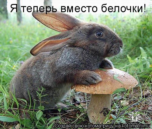 Котоматрица: Я теперь вместо белочки!
