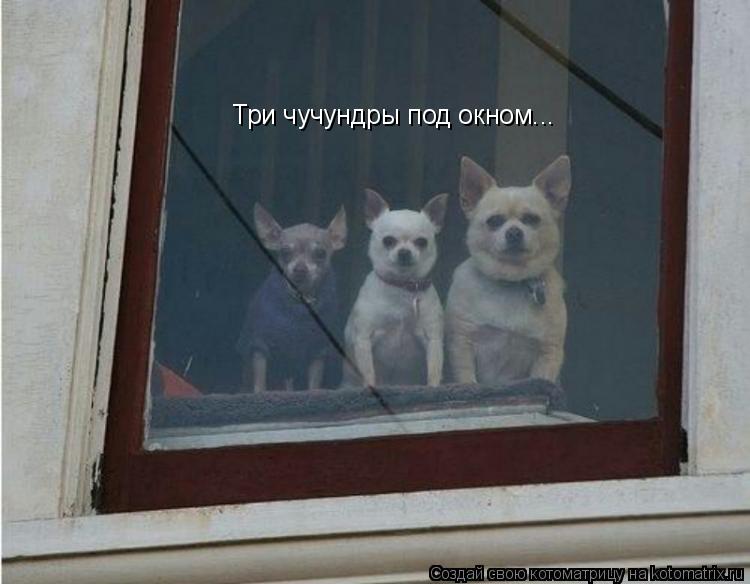 Котоматрица: Три чучундры под окном...