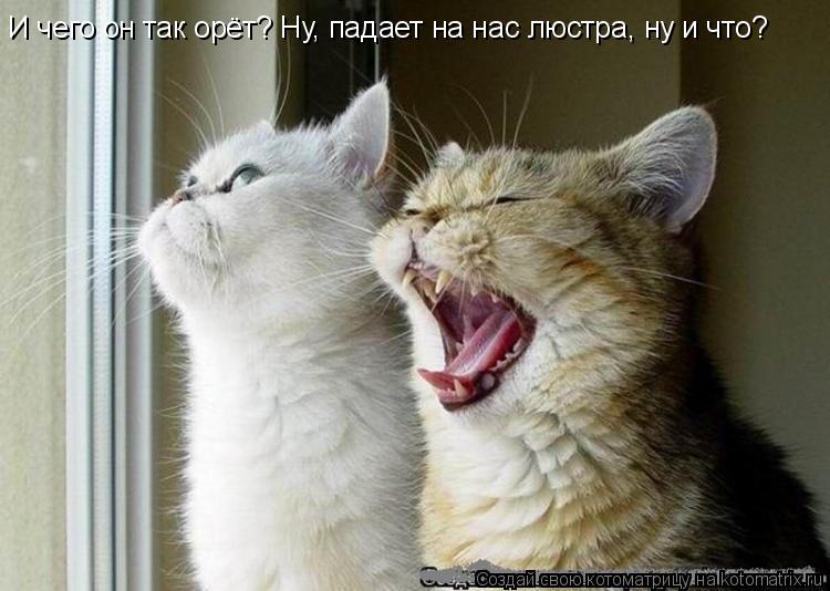 Котоматрица: И чего он так орёт? Ну, падает на нас люстра, ну и что?