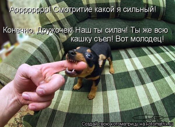 Котоматрица: Арррррррр! Смотритие какой я сильный! Конечно, Дружочек! Наш ты силач! Ты же всю кашку съел! Вот молодец!