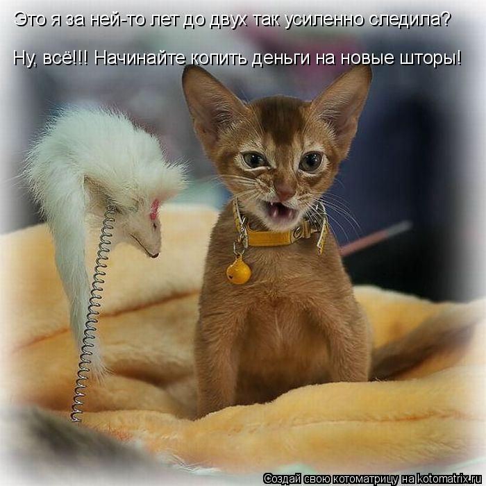 Котоматрица: Ну, всё!!! Начинайте копить деньги на новые шторы! Это я за ней-то лет до двух так усиленно следила?