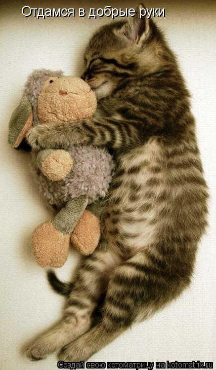 Котоматрица: Отдамся в добрые руки