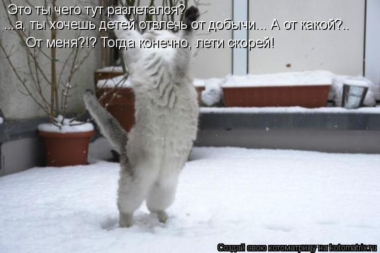Это ты чего тут разлетался? ...а, ты хочешь детей отвлечь от добычи... А от какой?.. От меня?!? Тогда... Котоматрица: Это ты чего тут разлетался? ...а, ты хочешь детей отвлечь от добычи... А от какой?.. От меня?!? Тогда конечно, лети скорей!