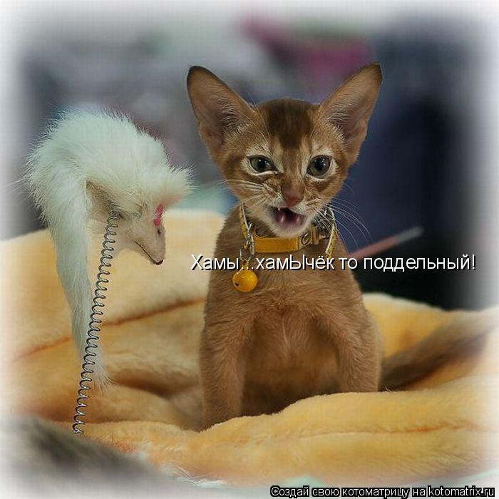 Хамы...хамЫчёк то поддельный!... Котоматрица: Хамы...хамЫчёк то поддельный!