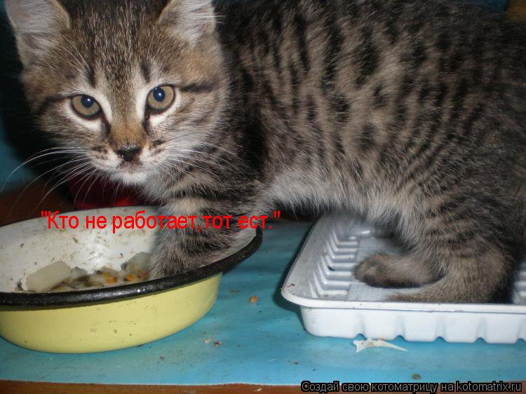 "Кто не работает,тот ест."... Котоматрица: "Кто не работает,тот ест."