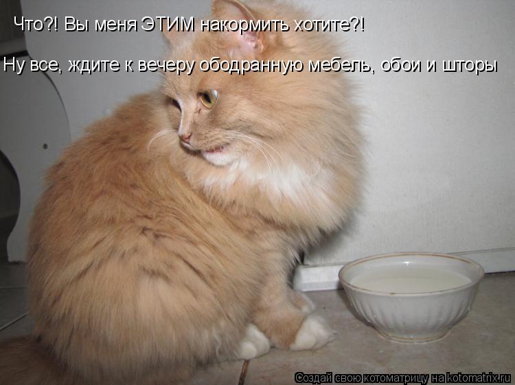 Что?! Вы меня ЭТИМ накормить хотите?! Ну все, ждите к вечеру ободранную мебель, обои и шторы... Котоматрица: Что?! Вы меня ЭТИМ накормить хотите?! Ну все, ждите к вечеру ободранную мебель, обои и шторы
