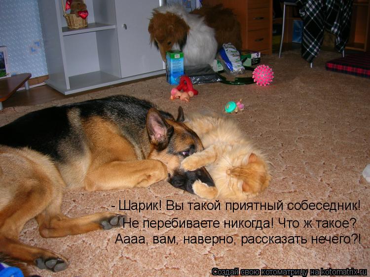 Котоматрица: - Шарик! Вы такой приятный собеседник! Не перебиваете никогда! Что ж такое? Аааа, вам, наверно, рассказать нечего?!