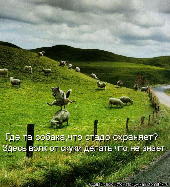 Котоматрица: Где та собака,что стадо охраняет? Здесь волк от скуки делать что не знает!