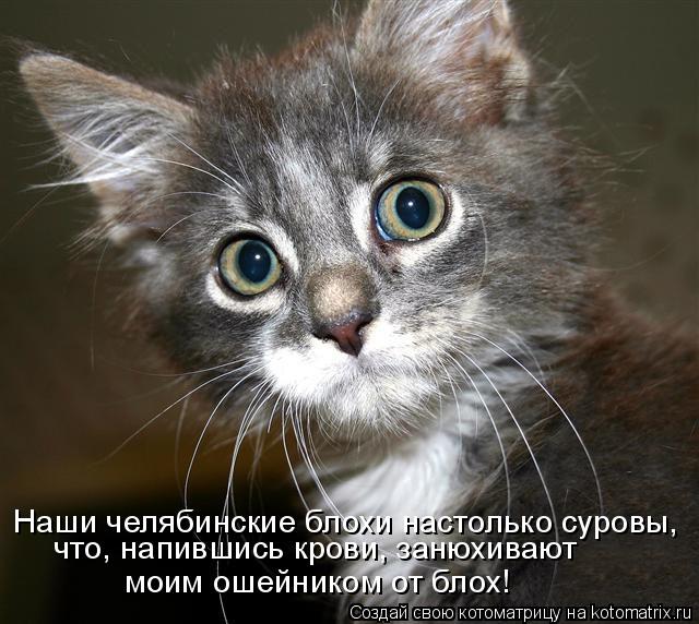 Наши челябинские блохи настолько суровы, что, напившись крови, занюхивают моим ошейником от блох!... Котоматрица: Наши челябинские блохи настолько суровы, что, напившись крови, занюхивают моим ошейником от блох!