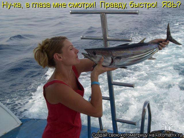 Котоматрица: Ну-ка, в глаза мне смотри!  Правду, быстро!  ЯЗЬ?