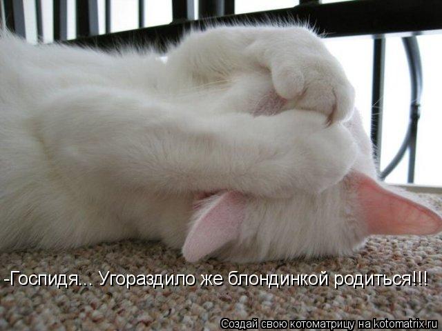 Котоматрица: -Госпидя... Угораздило же блондинкой родиться!!!