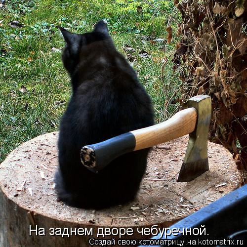 Котоматрица: На заднем дворе чебуречной.