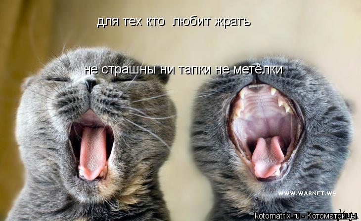 Котоматрица: для тех кто  любит жрать  не страшны ни тапки не метёлки