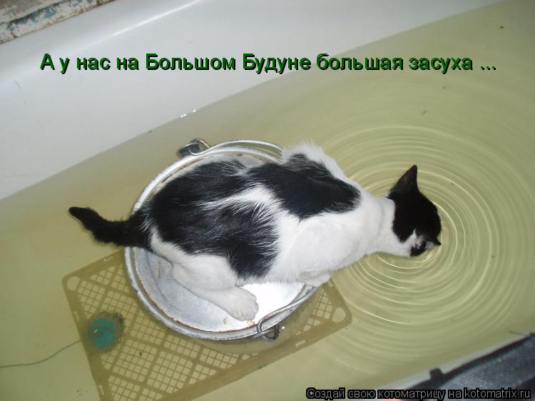 Котоматрица: А у нас на Большом Будуне большая засуха ...