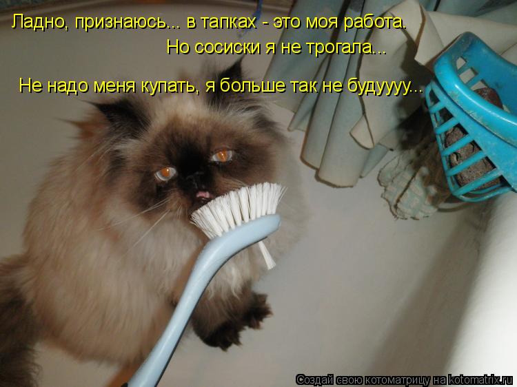 Котоматрица: Ладно, признаюсь... в тапках - это моя работа. Но сосиски я не трогала... Не надо меня купать, я больше так не будуууу...