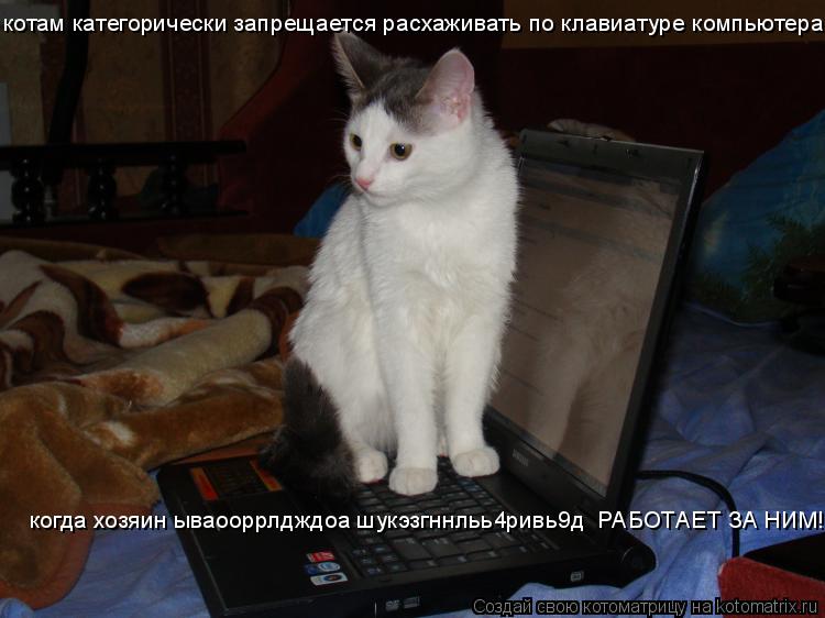 котам категорически запрещается расхаживать по клавиатуре компьютера, когда хозяин ываооррлдждоа шукэ... Котоматрица: котам категорически запрещается расхаживать по клавиатуре компьютера, когда хозяин ываооррлдждоа шукэзгннльь4ривь9д РАБОТАЕТ ЗА НИМ!