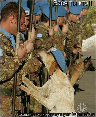 Котоматрица: Вася ты кто!!