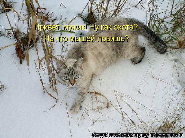 Котоматрица: Привет, мужик! Ну как охота? На что мышей ловишь? На что мышей ловишь?