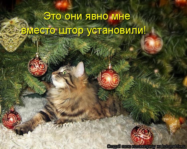 Котоматрица: Это они явно мне вместо штор установили!