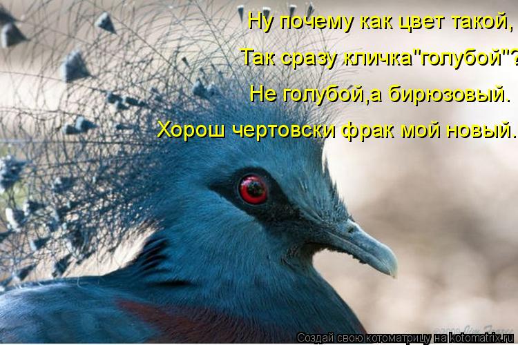 Ну почему как цвет такой, Так сразу кличка"голубой"? Не голубой,а бирюзовый. Хорош чертовски фрак мой... Котоматрица: Ну почему как цвет такой, Так сразу кличка"голубой"? Не голубой,а бирюзовый. Хорош чертовски фрак мой новый.