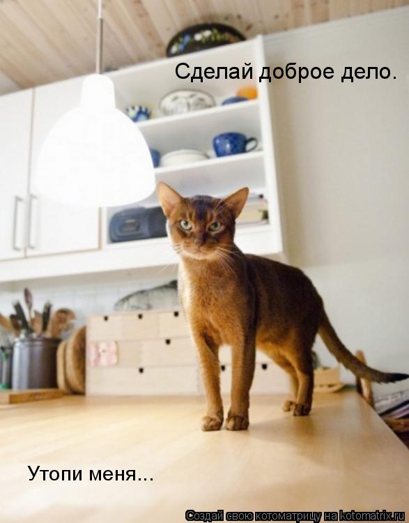 Сделай доброе дело. Утопи меня...... Котоматрица: Сделай доброе дело. Утопи меня...