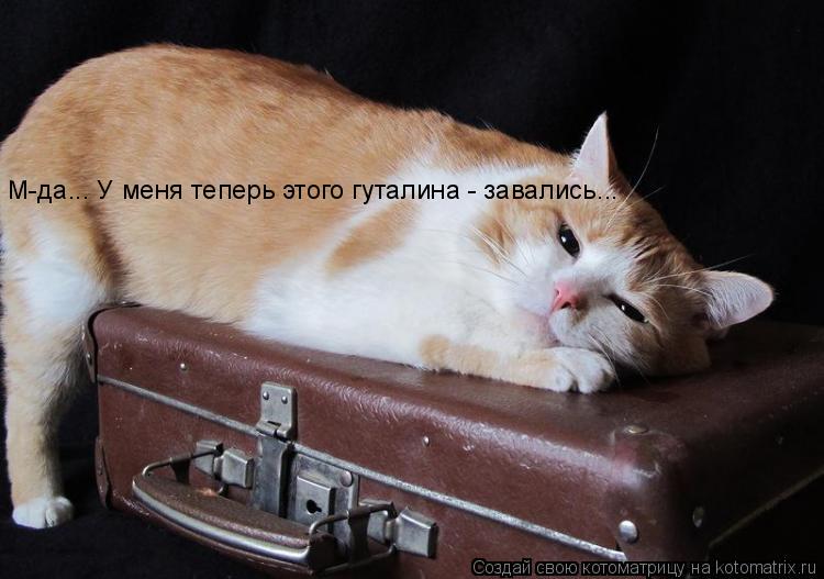 Котоматрица: М-да... У меня теперь этого гуталина - завались...