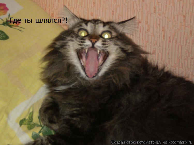 Котоматрица: Где ты шлялся?!