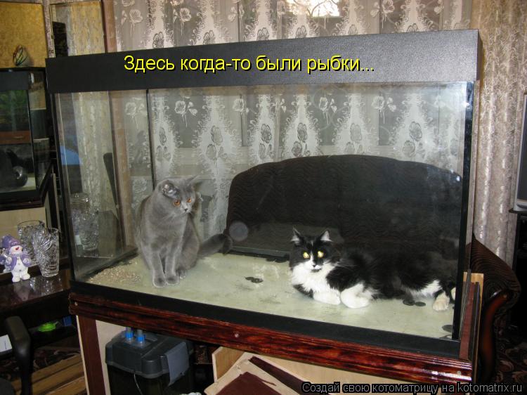 Котоматрица: Здесь когда-то были рыбки...