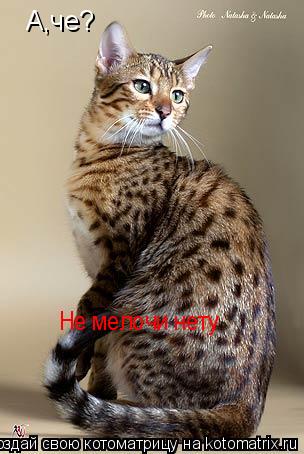 Котоматрица: А,че? Не мелочи нету