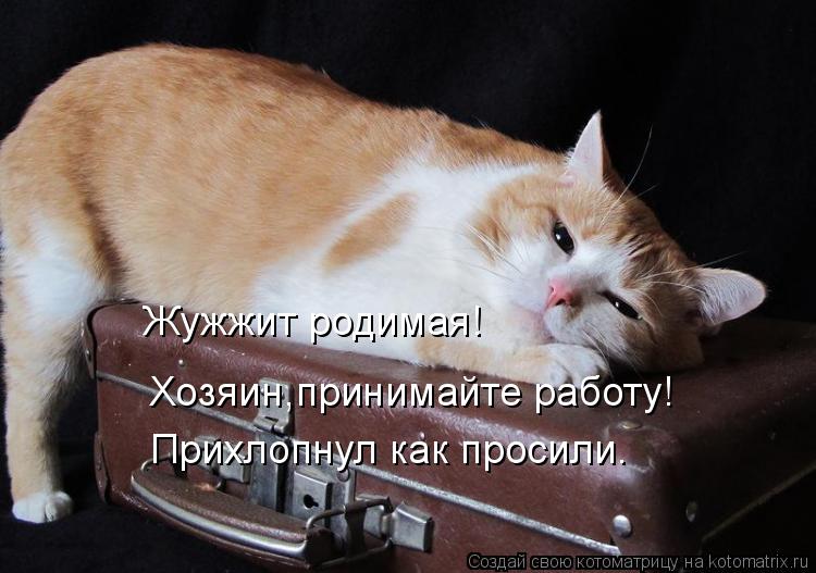 Котоматрица: Жужжит родимая! Хозяин,принимайте работу! Прихлопнул как просили.