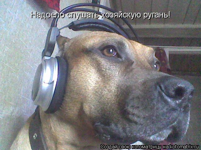 Надоело слушать хозяйскую ругань!... Котоматрица: Надоело слушать хозяйскую ругань!