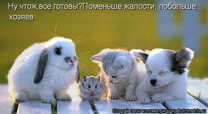 Котоматрица: Ну чтож,все готовы?Поменьше жалости, побольше хозяев
