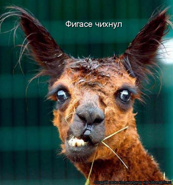 Котоматрица: Фигасе чихнул