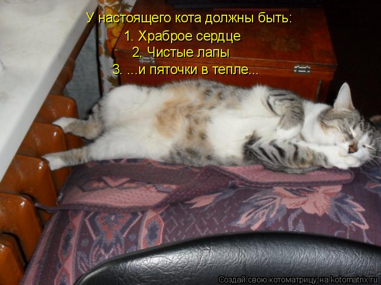 Котоматрица: У настоящего кота должны быть: 1. Храброе сердце 2. Чистые лапы 3. ...и пяточки в тепле...