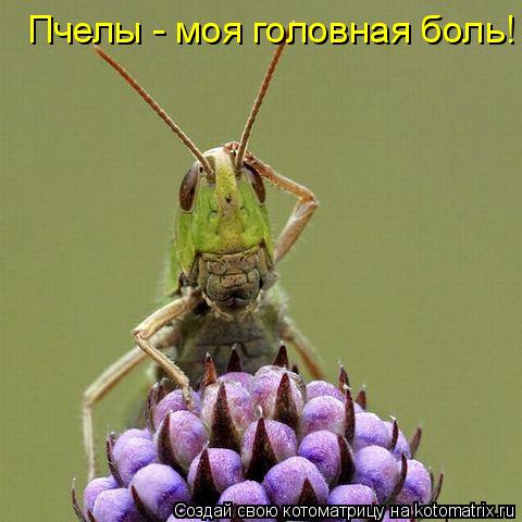 Пчелы - моя головная боль!... Котоматрица: Пчелы - моя головная боль!