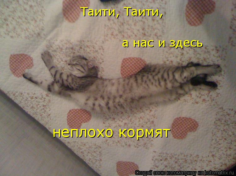 Таити, Таити, а нас и здесь неплохо кормят... Котоматрица: Таити, Таити, а нас и здесь неплохо кормят