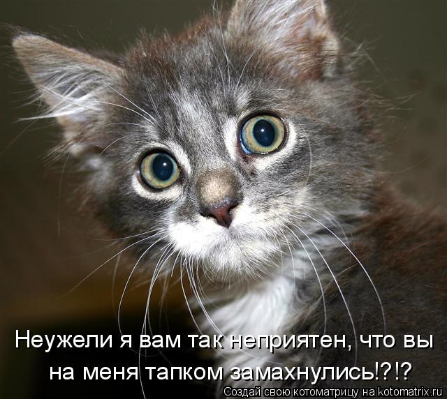 Котоматрица: Неужели я вам так неприятен, что вы  на меня тапком замахнулись!?!?