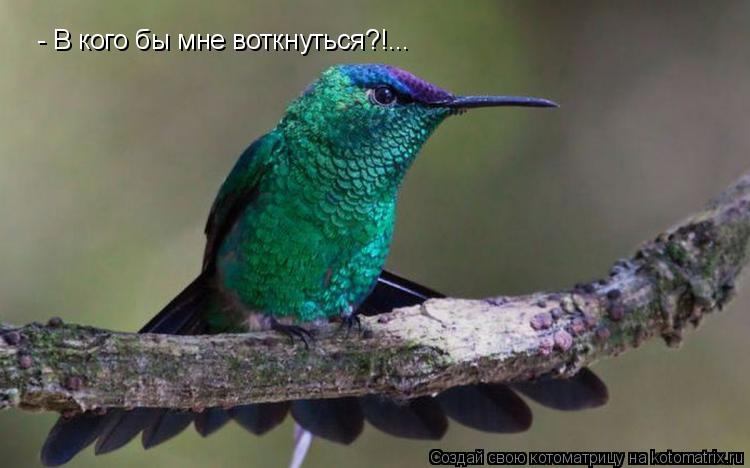 Котоматрица: - В кого бы мне воткнуться?!...