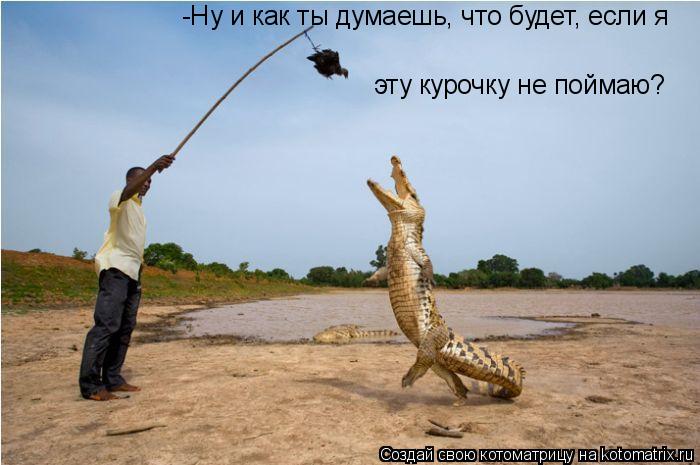 Котоматрица: -Ну и как ты думаешь, что будет, если я эту курочку не поймаю?
