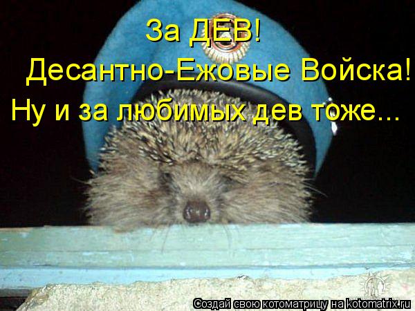 Котоматрица: За ДЕВ! Десантно-Ежовые Войска! Ну и за любимых дев тоже...