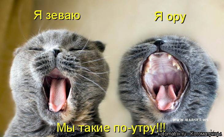 Котоматрица: Я зеваю Я ору Мы такие по-утру!!!